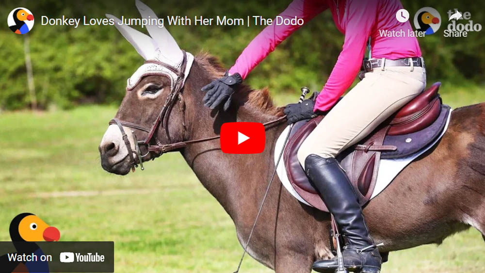 Donkey Loves Jumping With Her Mom