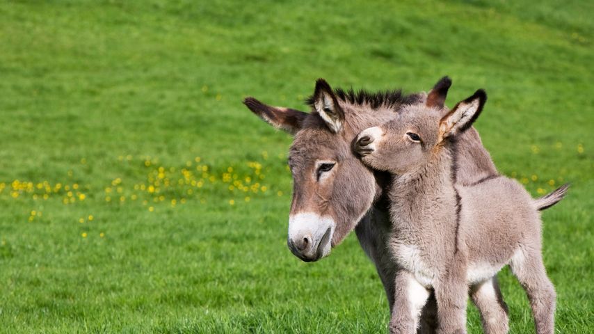 The Cutest Baby Equines on The Planet