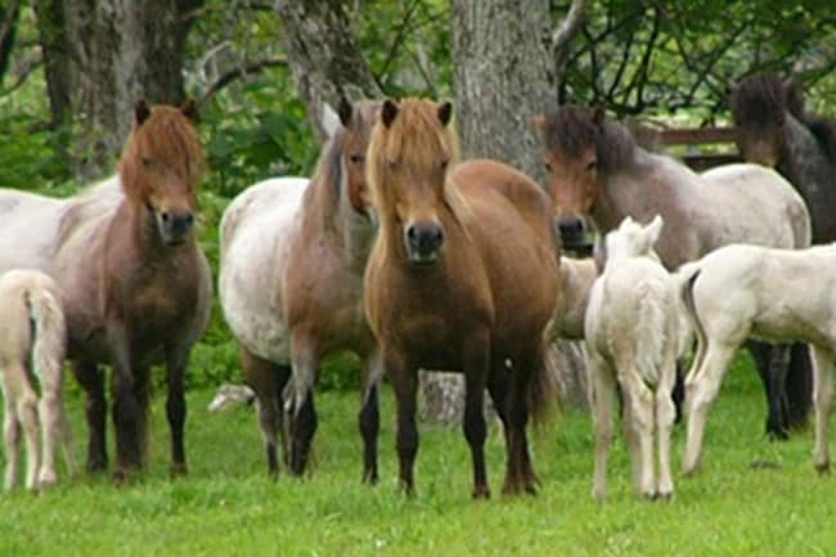 Dosanko / Hokkaido Pony