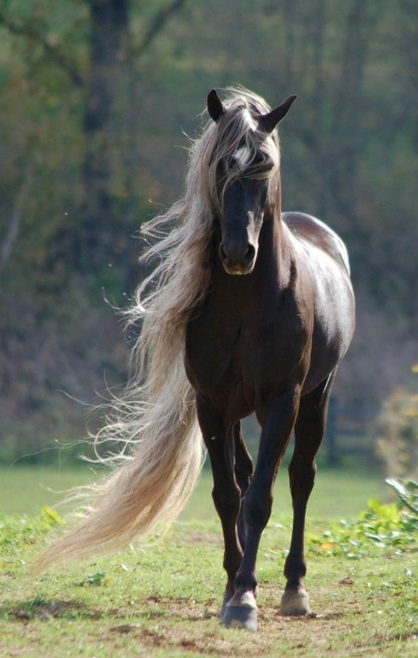 rocky mountain horse stallion