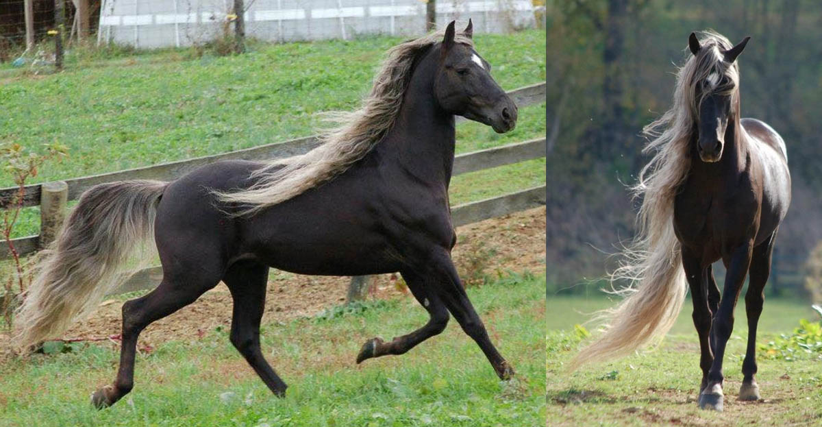 Double Clutch, Rocky Mountain Chocolate Palomino Stallion