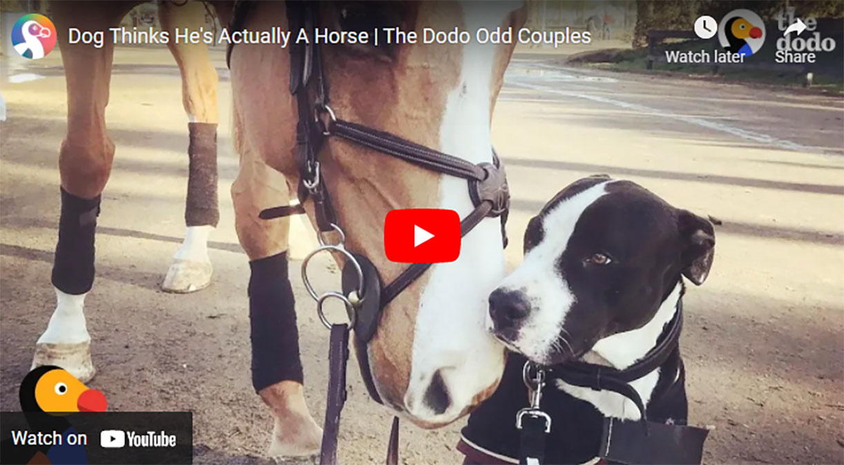 Doug The Dog Actually Thinks He Is A Horse