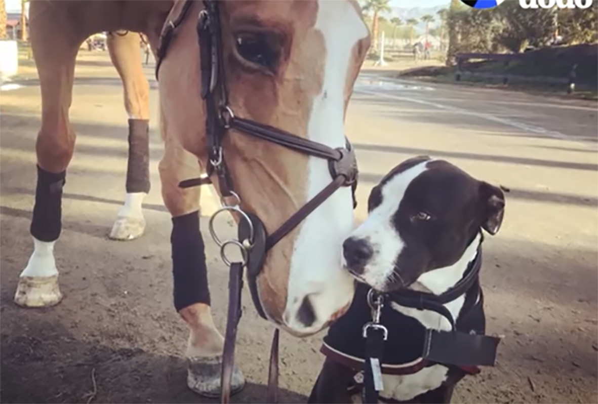 Doug The Dog Actually Thinks He Is A Horse