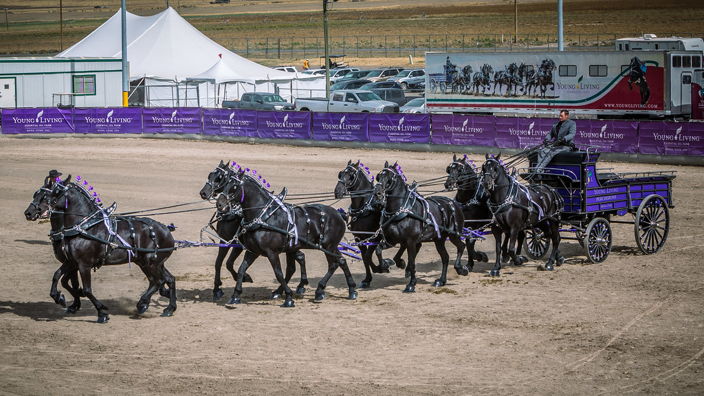 Draft Horse Show at Young Living Farm Utah, Percheron Shire Belgian Clydesdale 