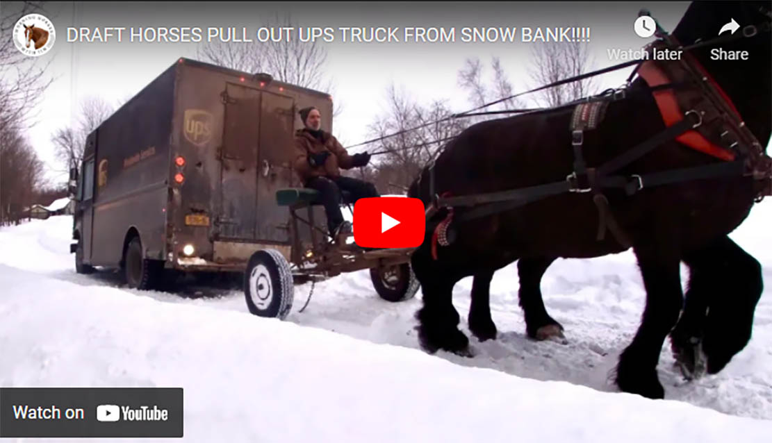 Draft Horses Pull Out UPS Truck From Snow Bank