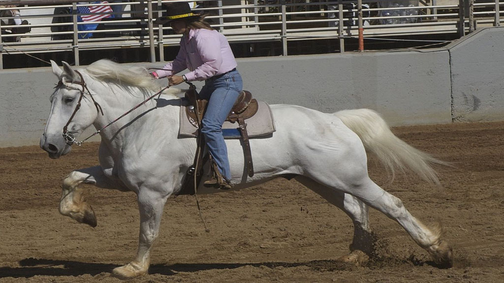 Draft Horse Barrel Racing @Annual Draft Horse Show, Georgia National Fair