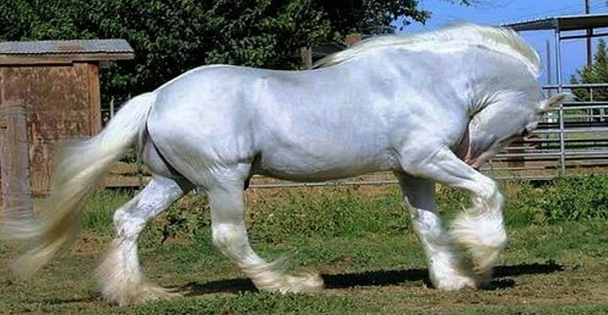 Draft Horse Breed - All That Power and Still A Gentle Heart