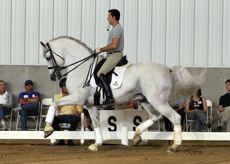 Dressage Horses