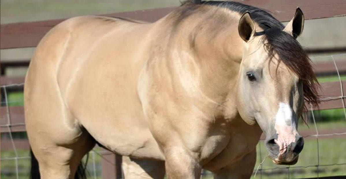 SBR Formula One - Buckskin Dun Quarter Horse Stallion