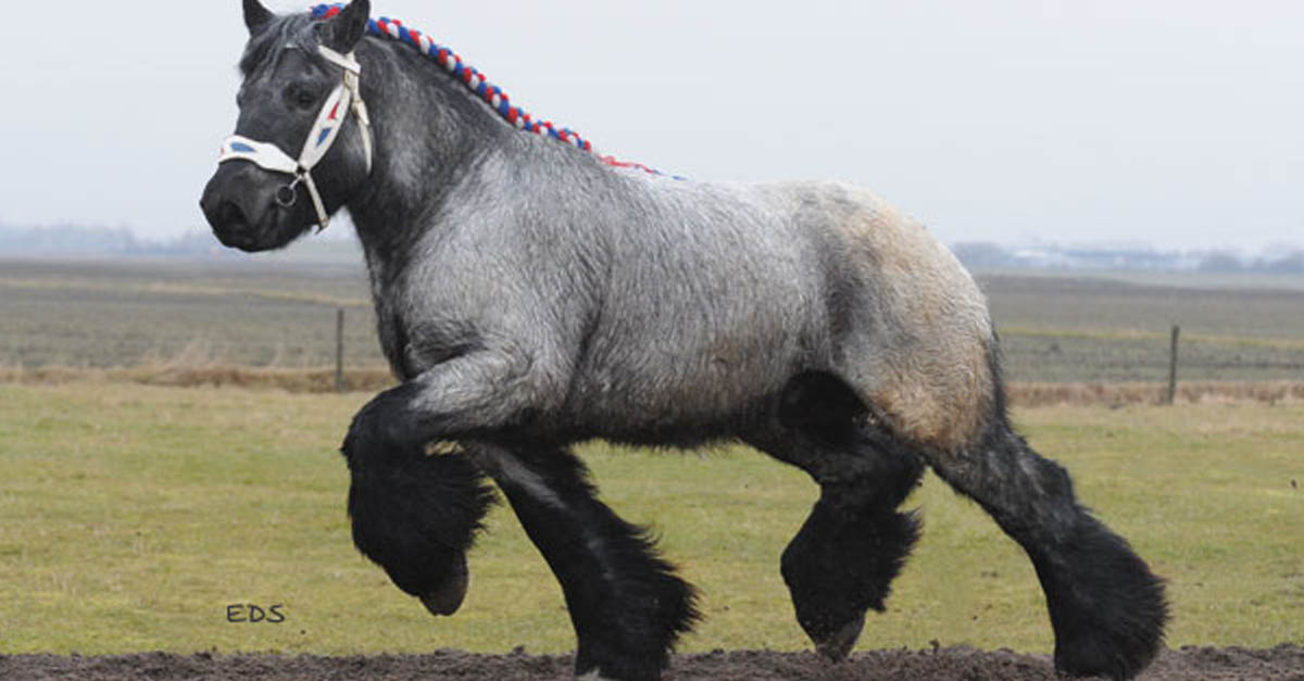 Dutch Draft Horse For Sale - Kruissewegje, Heinkenszand