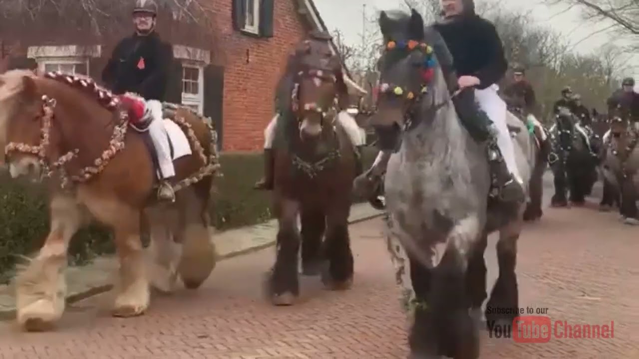 Traditional on Dutch draft horses Centuries-old Ritual, Farmers riding to the Zeeuwse Beaches after winter and washing the working horse`s legs in the sea