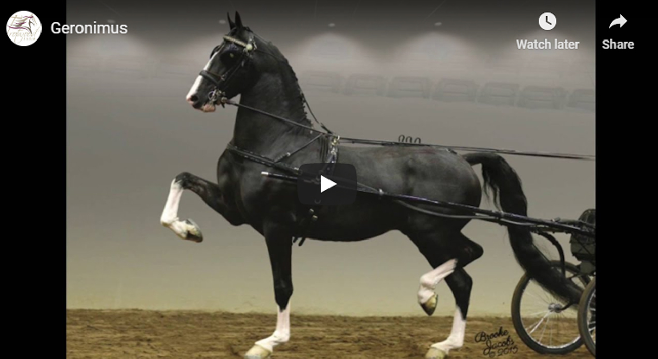 Dutch Harness Horse