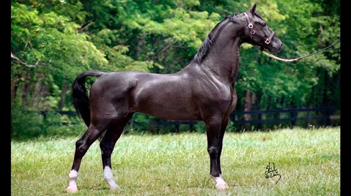 Dutch Harness Stallion - Majesteit