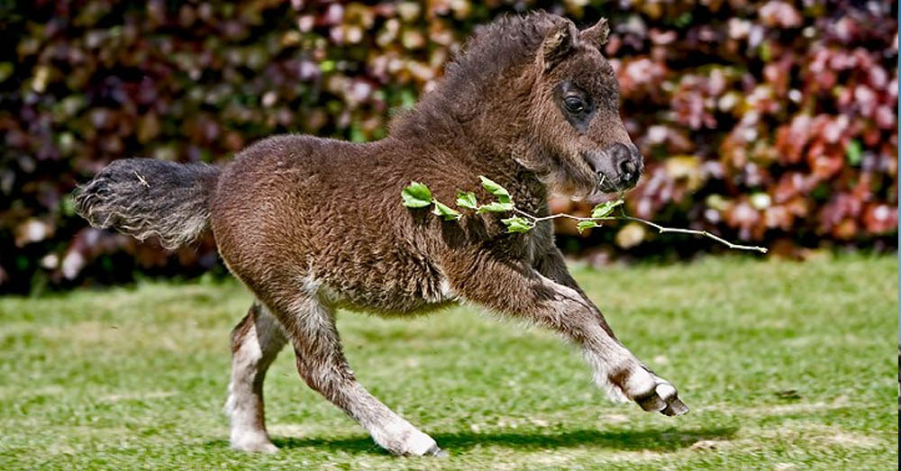 Dutch Horse Photography