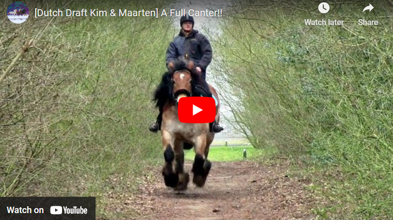 Dutch Draft Horse - Maarten