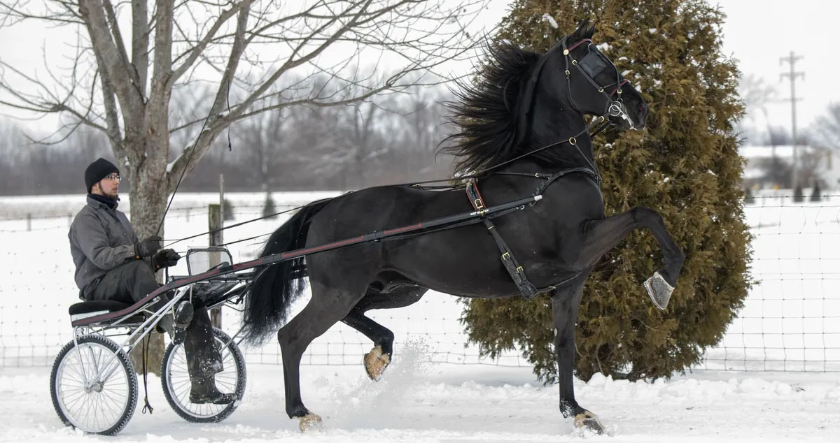 Dutch Harness Stallion,  Leonardo (Sired by Dondersteen)