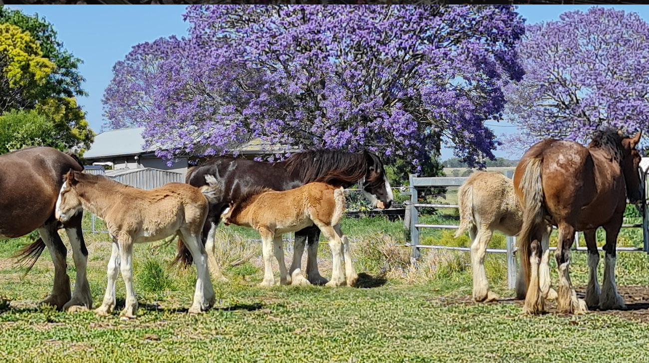 Earlsfield Clydesdale Stud, Queensland, Australia