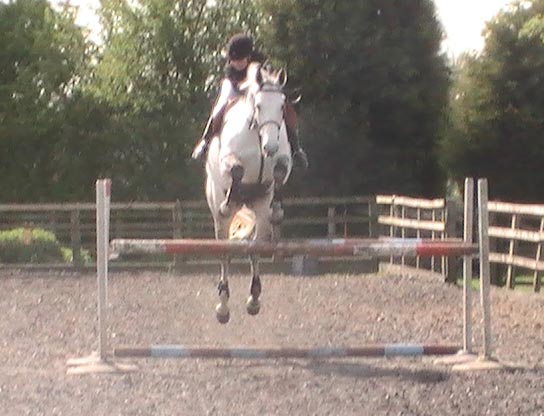 Eighteen Showjumping Horse