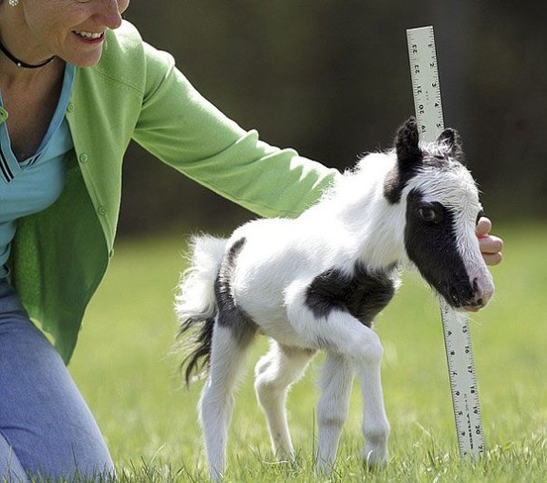 Einstein - Mini Horse