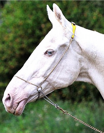 Ekemen - Akhal-Teke-Stallion