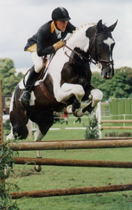 Coloured Showjumping Stallion