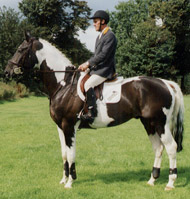 Colored Sporthorse stallion