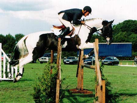 Coloured Polish Warmblood Stallion