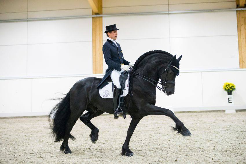 The KFPS Royal Friesian Horse - Elias