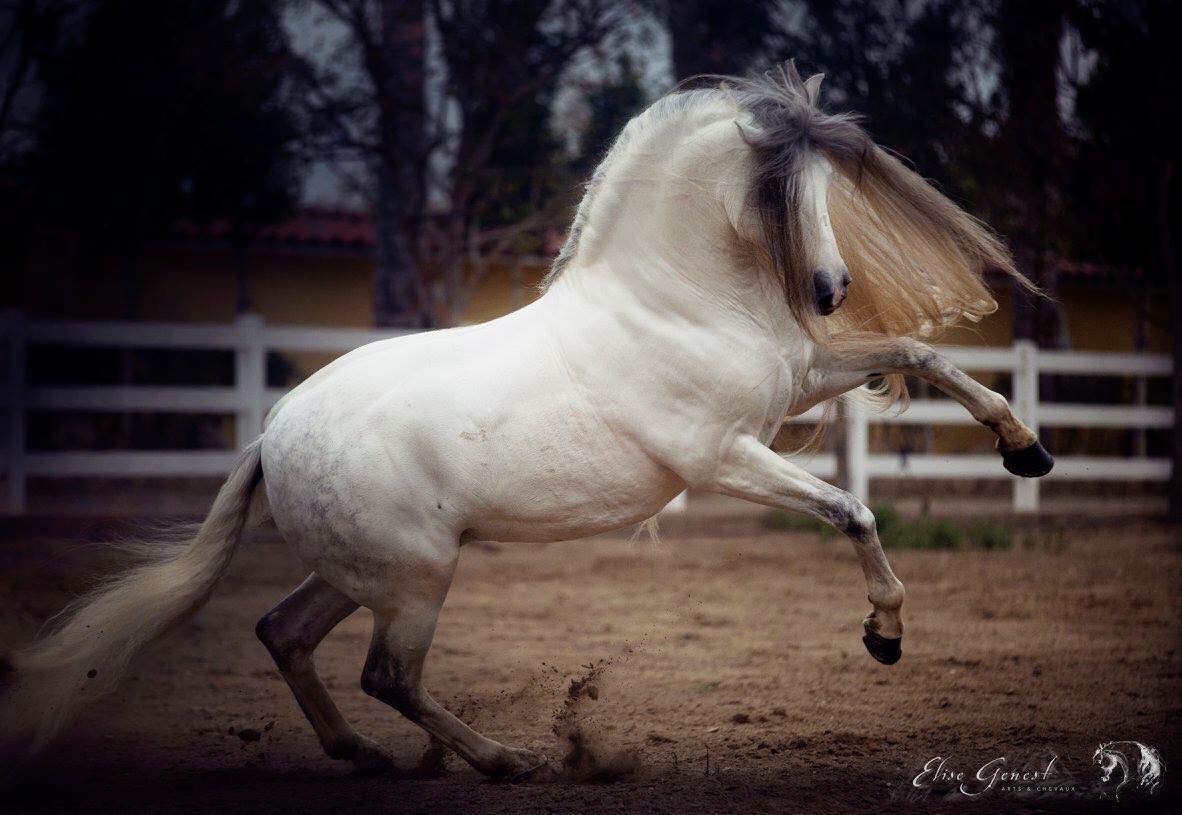 Equestrian Artist and Photographer @Elise Genest Arts and Chevaux