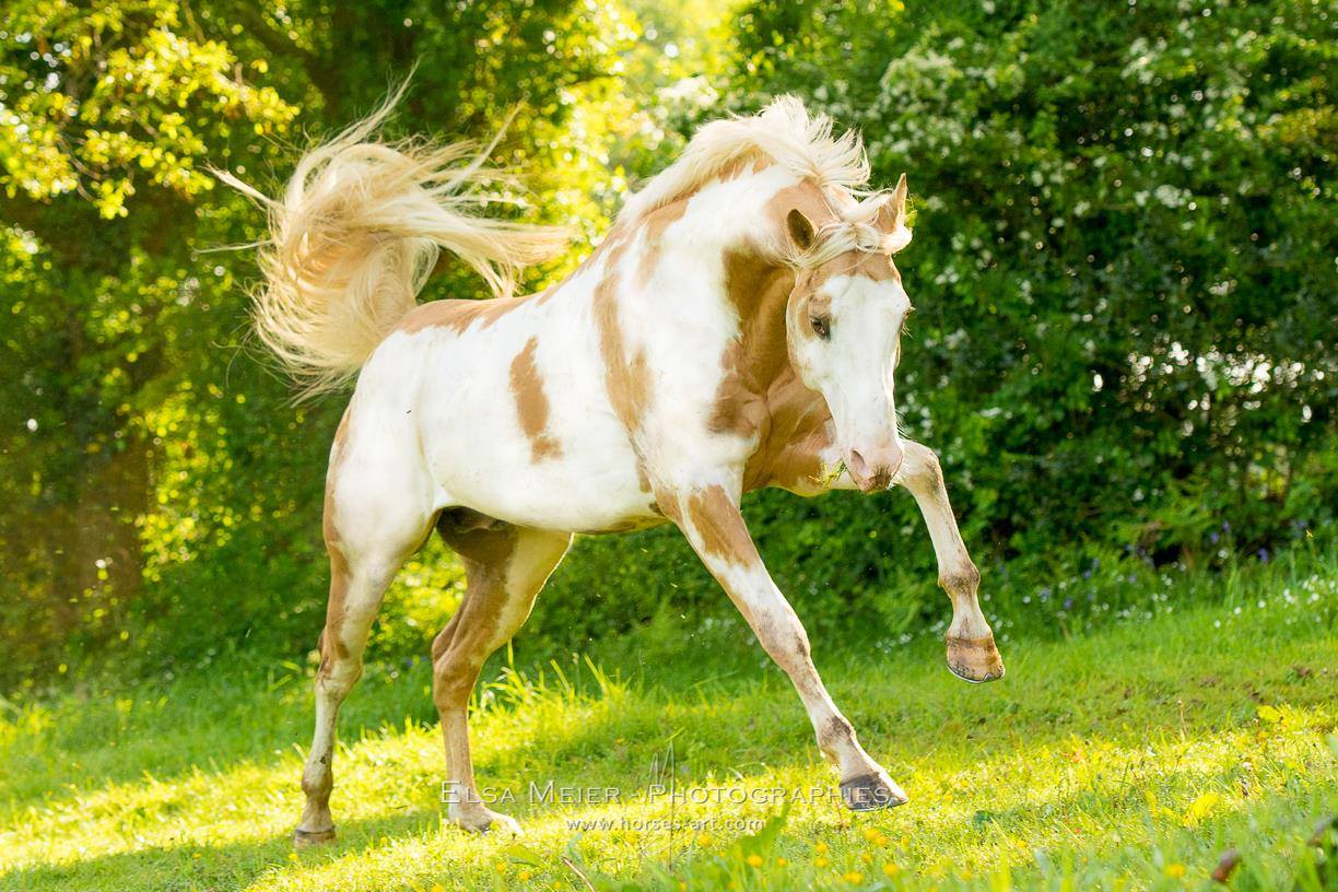 Elsa Meier : Equestrian Photography