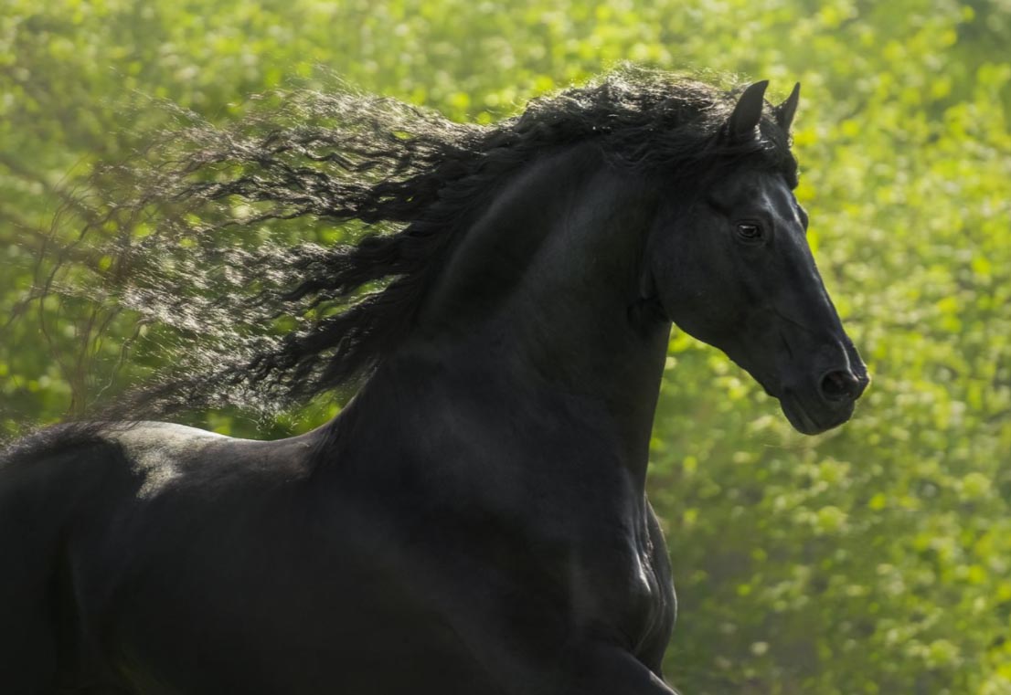 Elsa Meier : Equine Photography