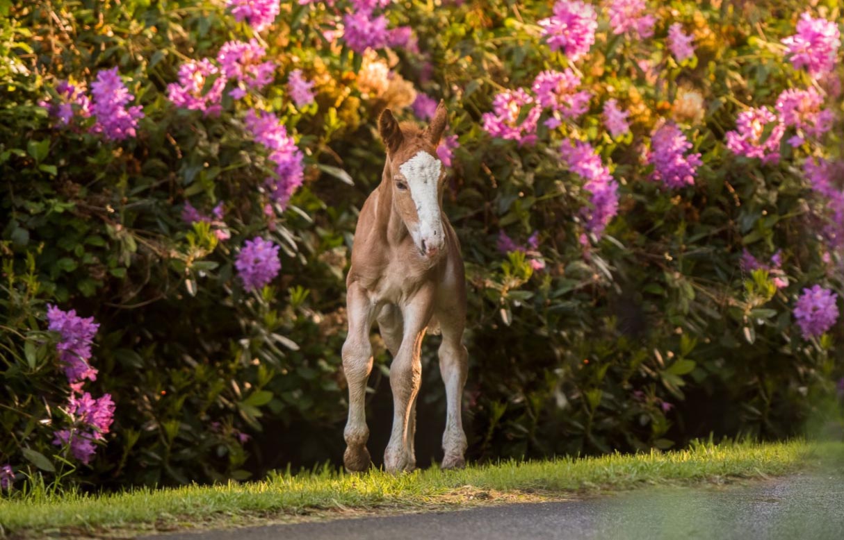 Elsa Meier : Foal Photo