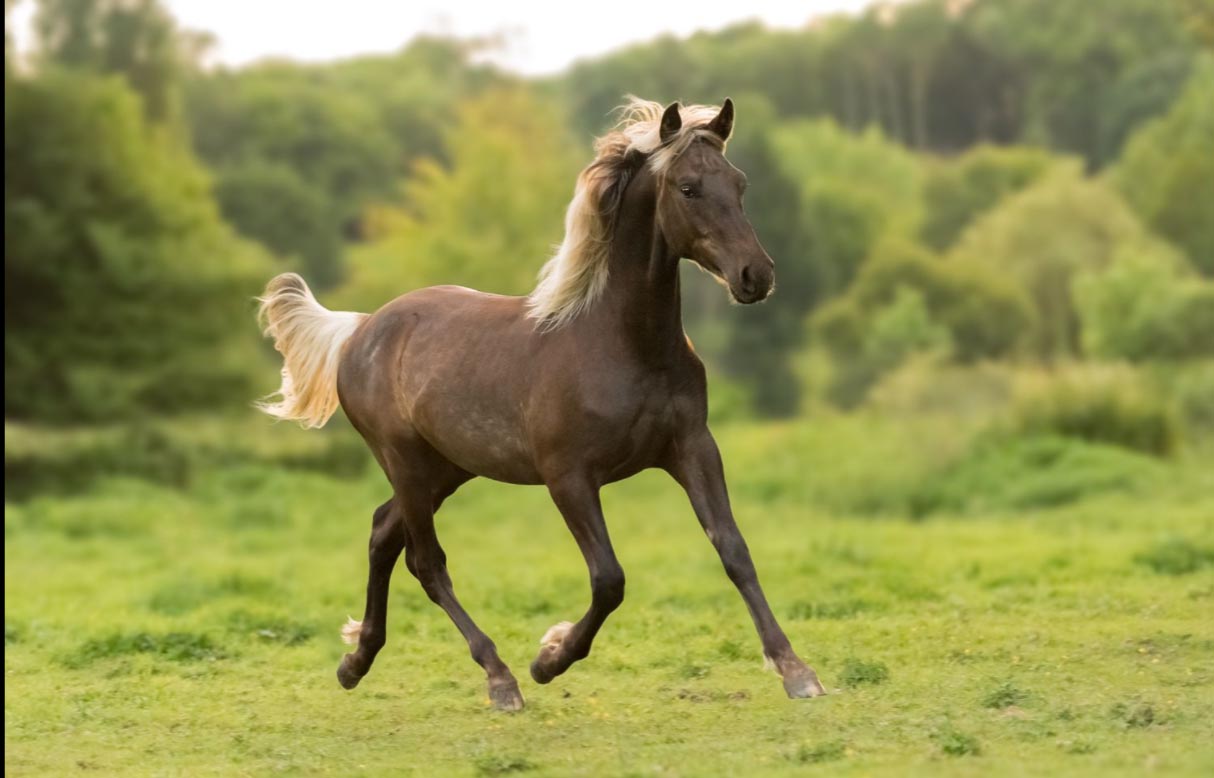 Elsa Meier : Horse Photo