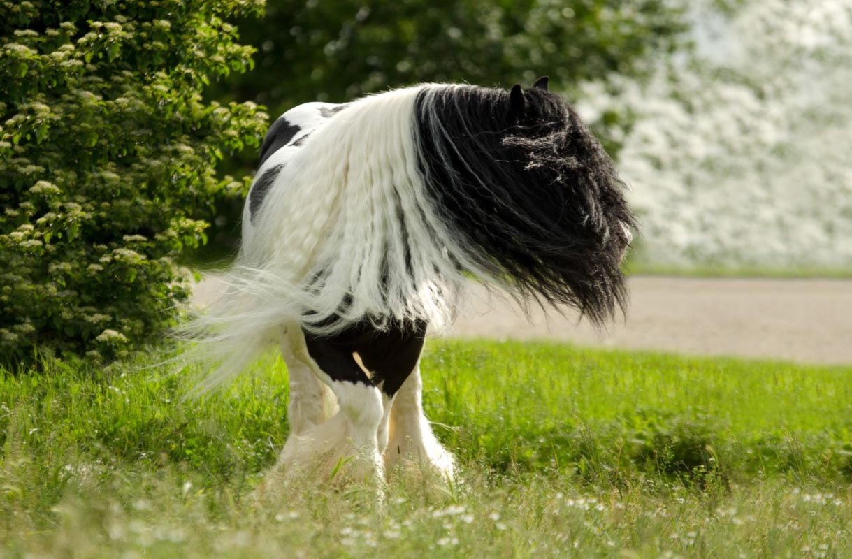 Elsa Meier : Equestrian Photography