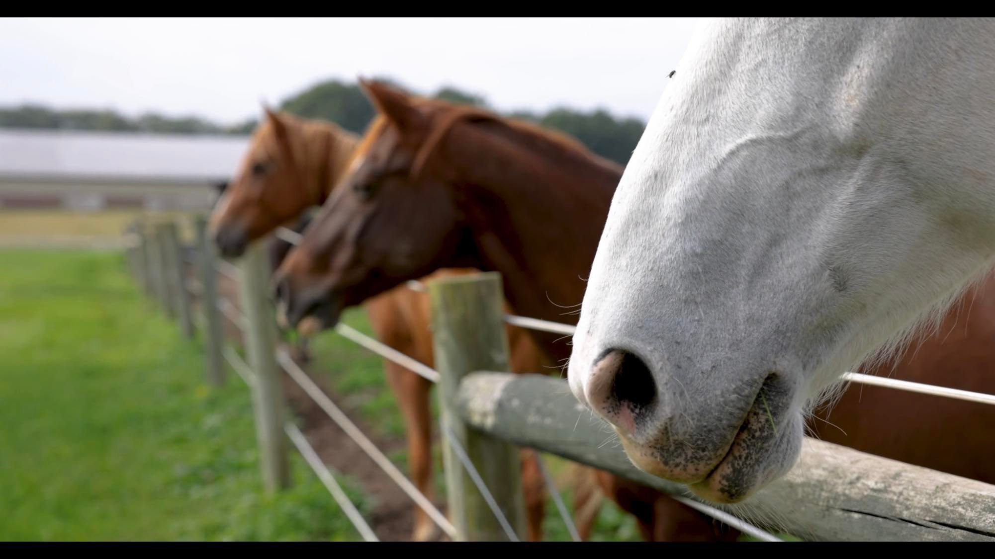 Elysian Horses - Breeders and Producers of Quality Sport Horses, Cambridgeshire, UK