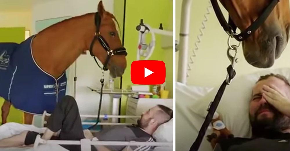 Dying Man Tears Up As Empathy Horse Locks Eyes. You Must Watch
