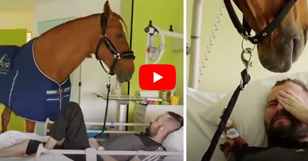 Dying Man Tears Up As Empathy Horse Locks Eyes. You Must Watch