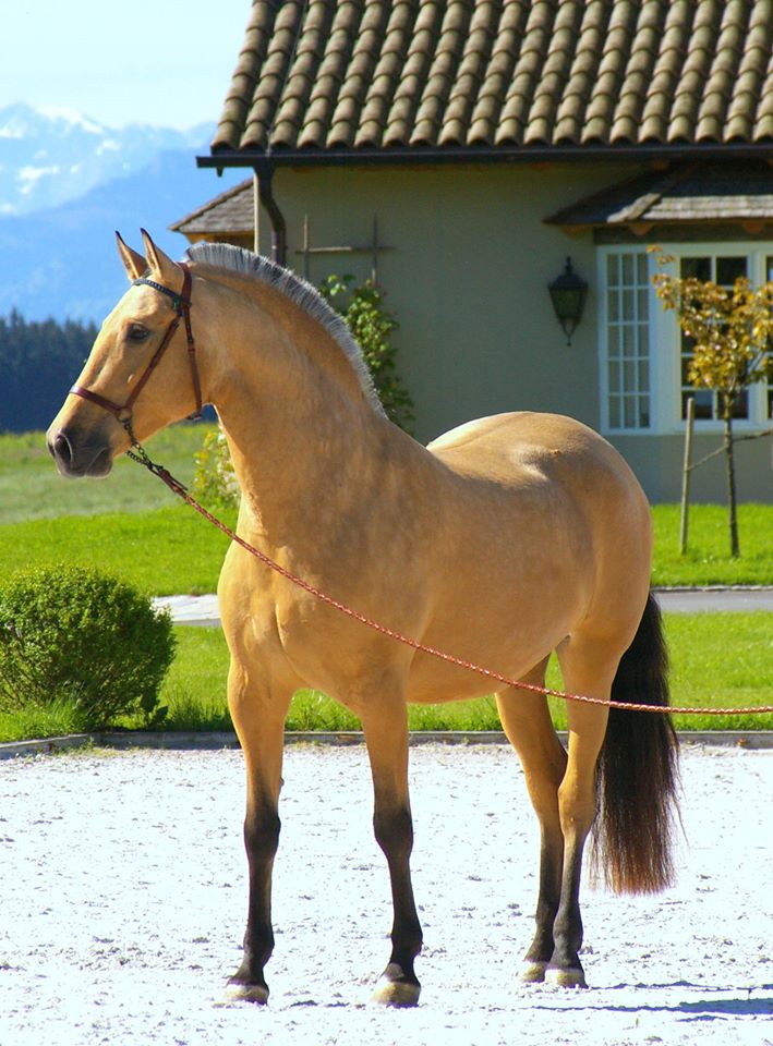 Emperatriz - Buckskin Mare