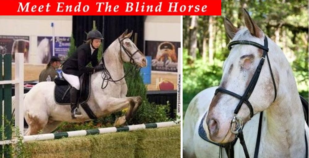Meet Endo The Blind Horse