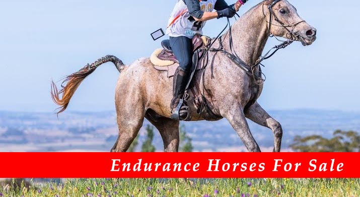 Endurance Horses