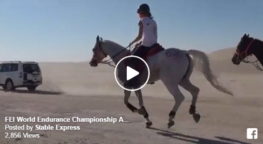 Endurance Riding