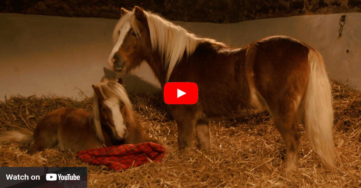 The Best Equestrian Christmas Advert Ever