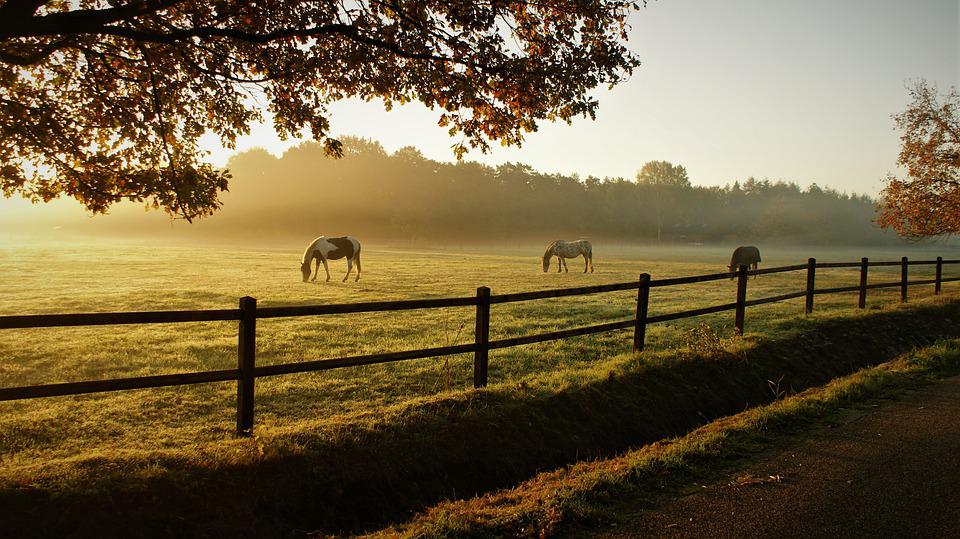 Equestrian Property For Sale In Somerset - The Dream of Buying A Property For You and Your Horse