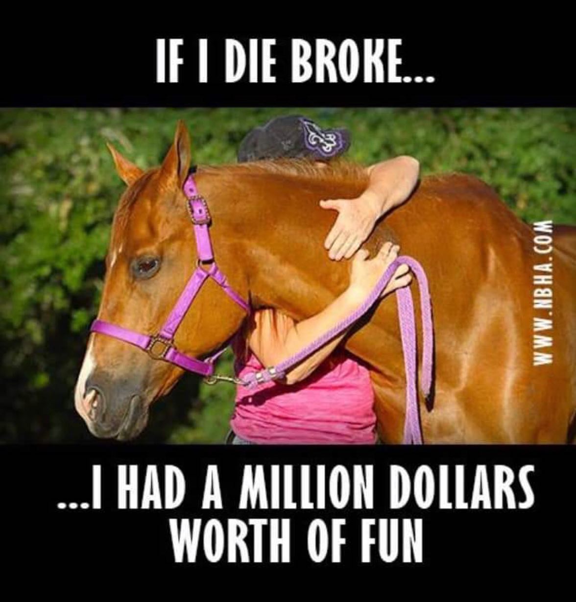 Equine Life