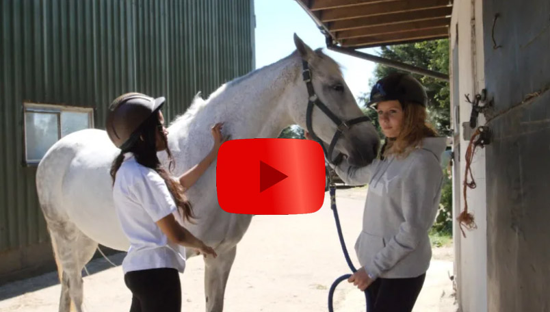 Equine therapy - How horses are helping teens mental health