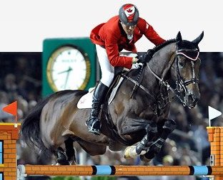 Dutch Stallion Hickstead & Hickstead