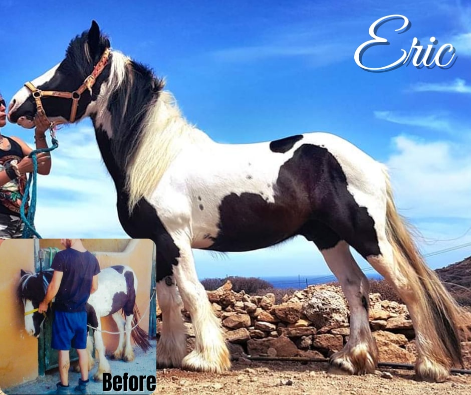 Tenerife Horse Rescue