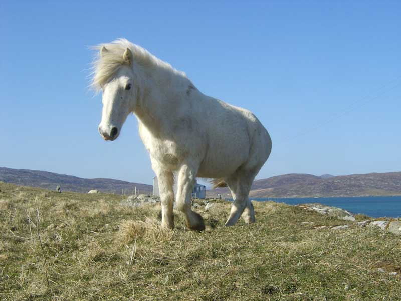 Eriskay Pony