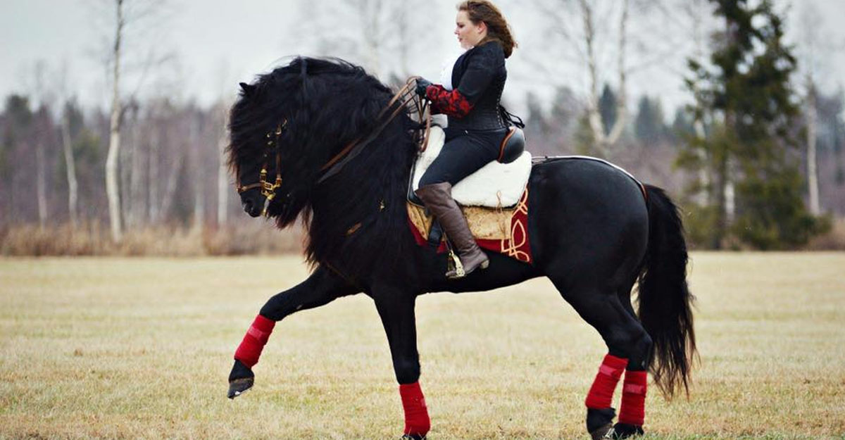 Espartaco, 75 PRE x 25 Friesian Stallion