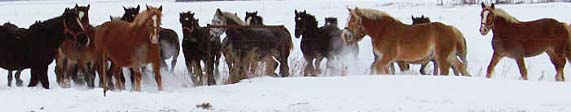 Estendon Horse Ranch Sarles
